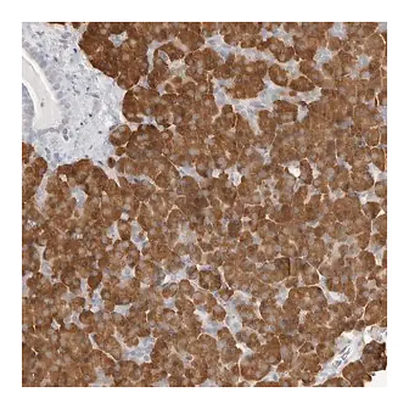 Merck Anti-THEM4 antibody produced in rabbit