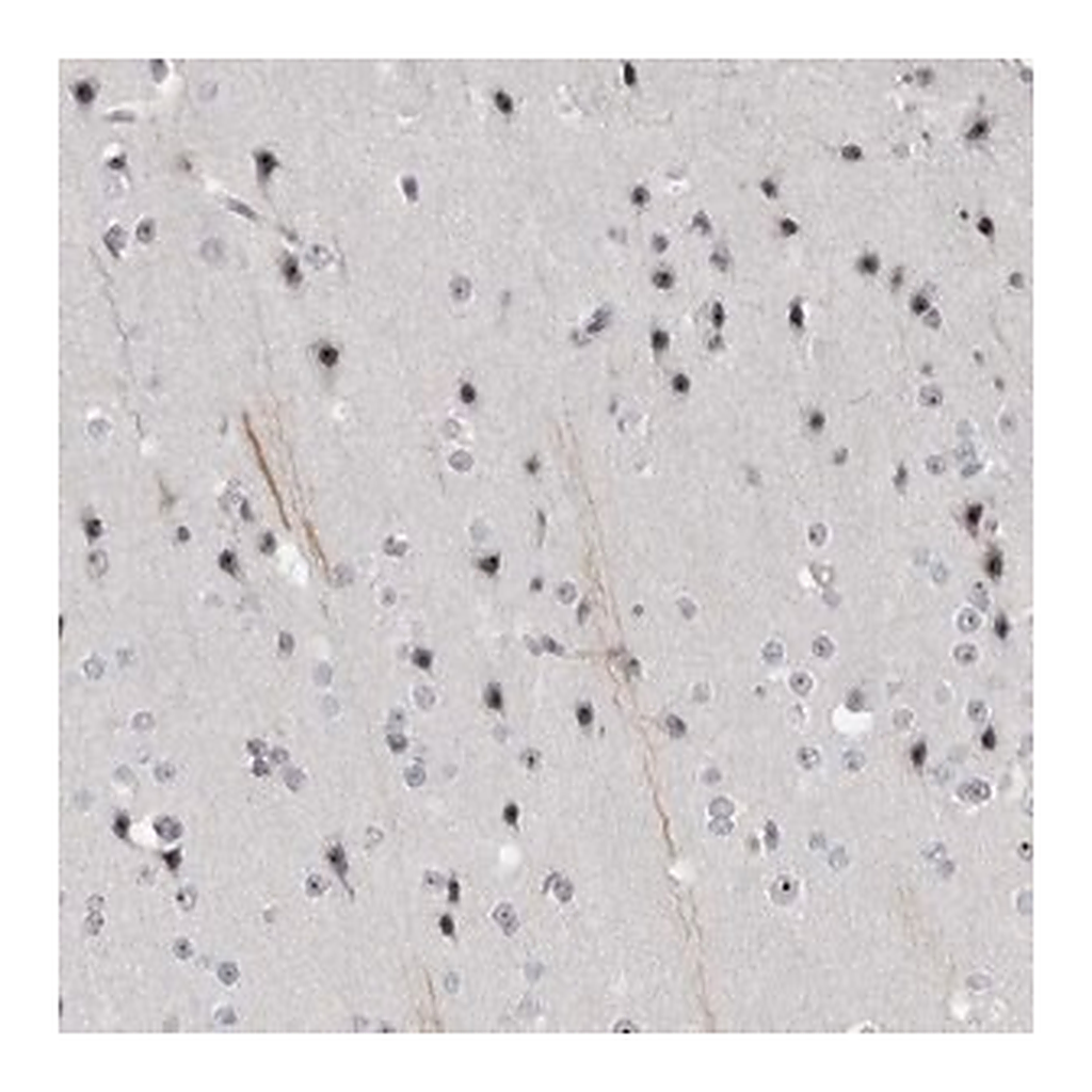 Merck Anti-HELZ antibody produced in rabbit