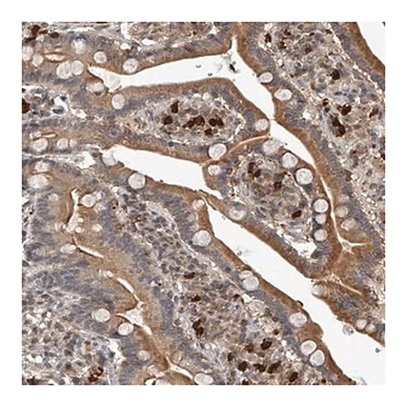 Merck Anti-PLEKHG1 antibody produced in rabbit