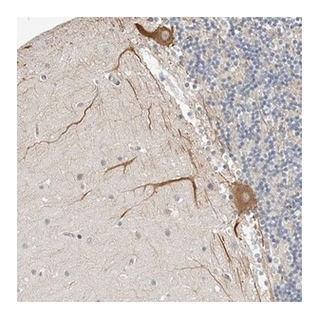 Merck Anti-OPLAH antibody produced in rabbit