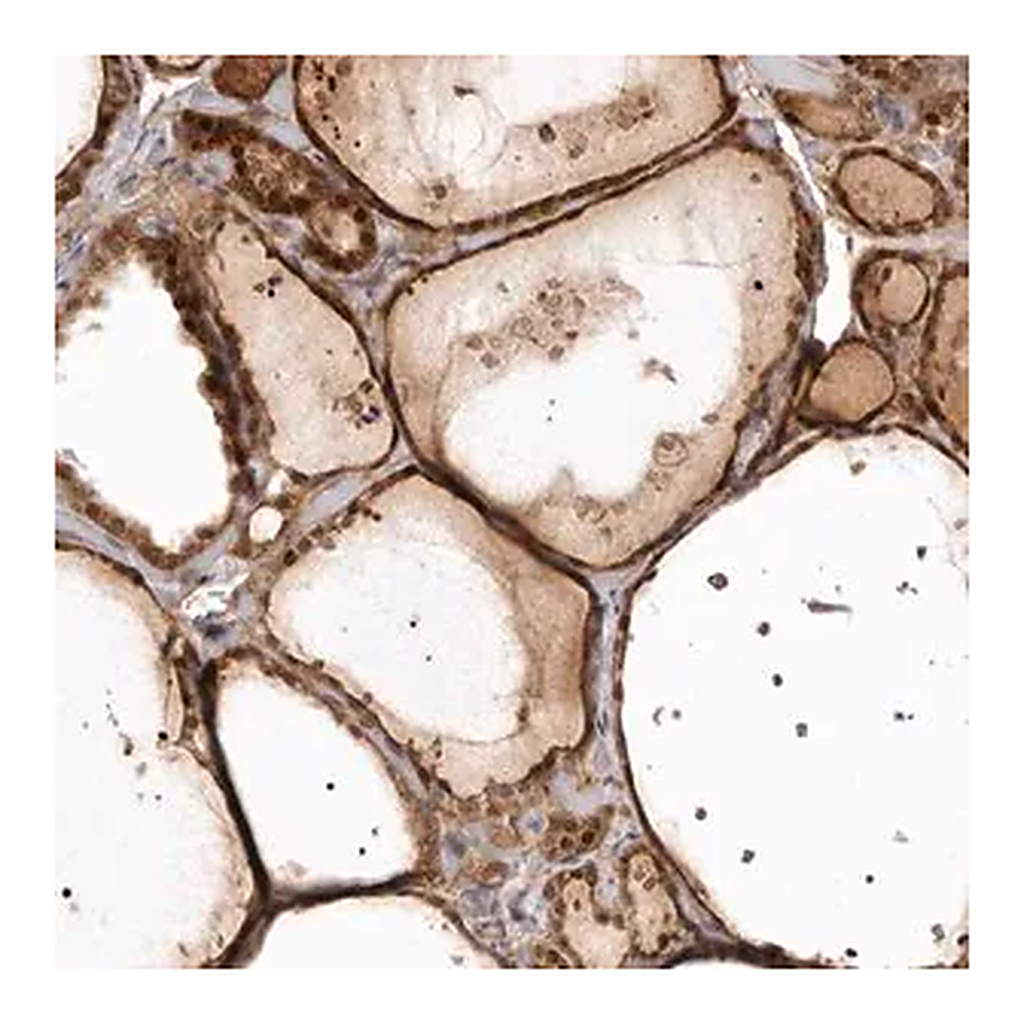 Merck Anti-GPATCH4 antibody produced in rabbit