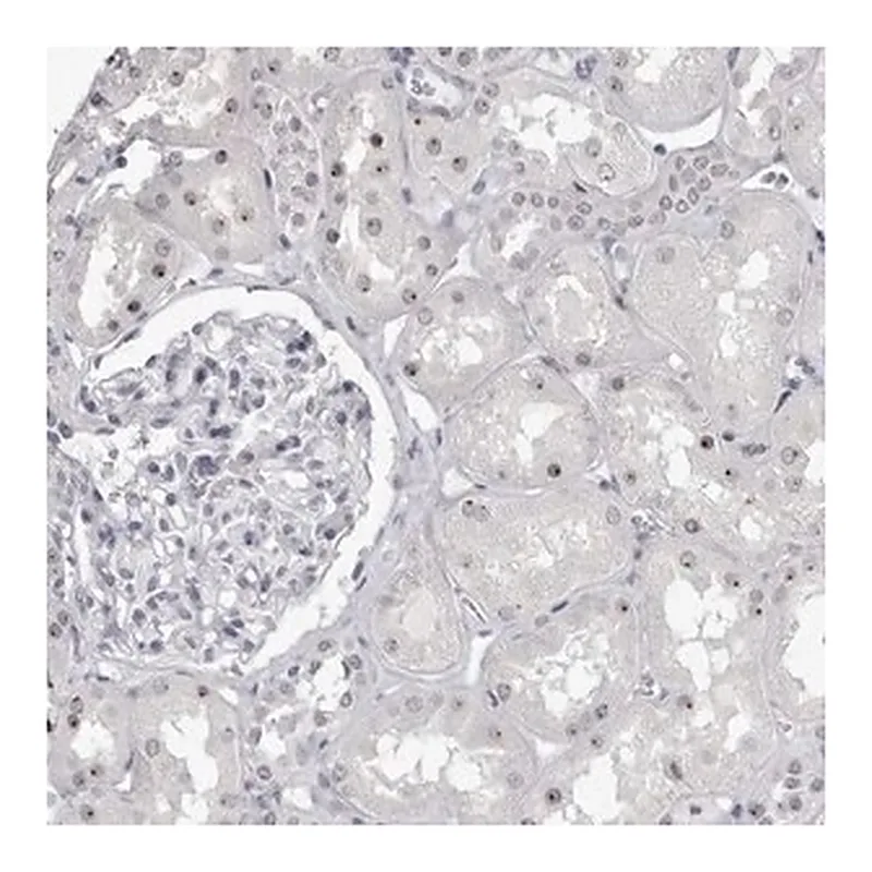Merck Anti-DDX54 antibody produced in rabbit