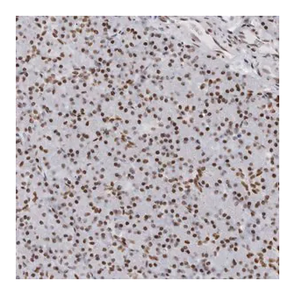 Merck Anti-HP1BP3 antibody produced in rabbit