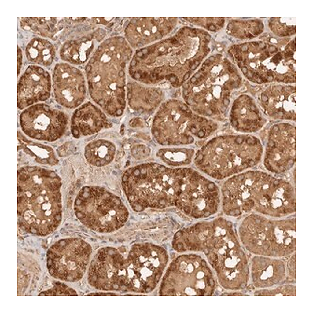 Merck Anti-FAM180B antibody produced in rabbit