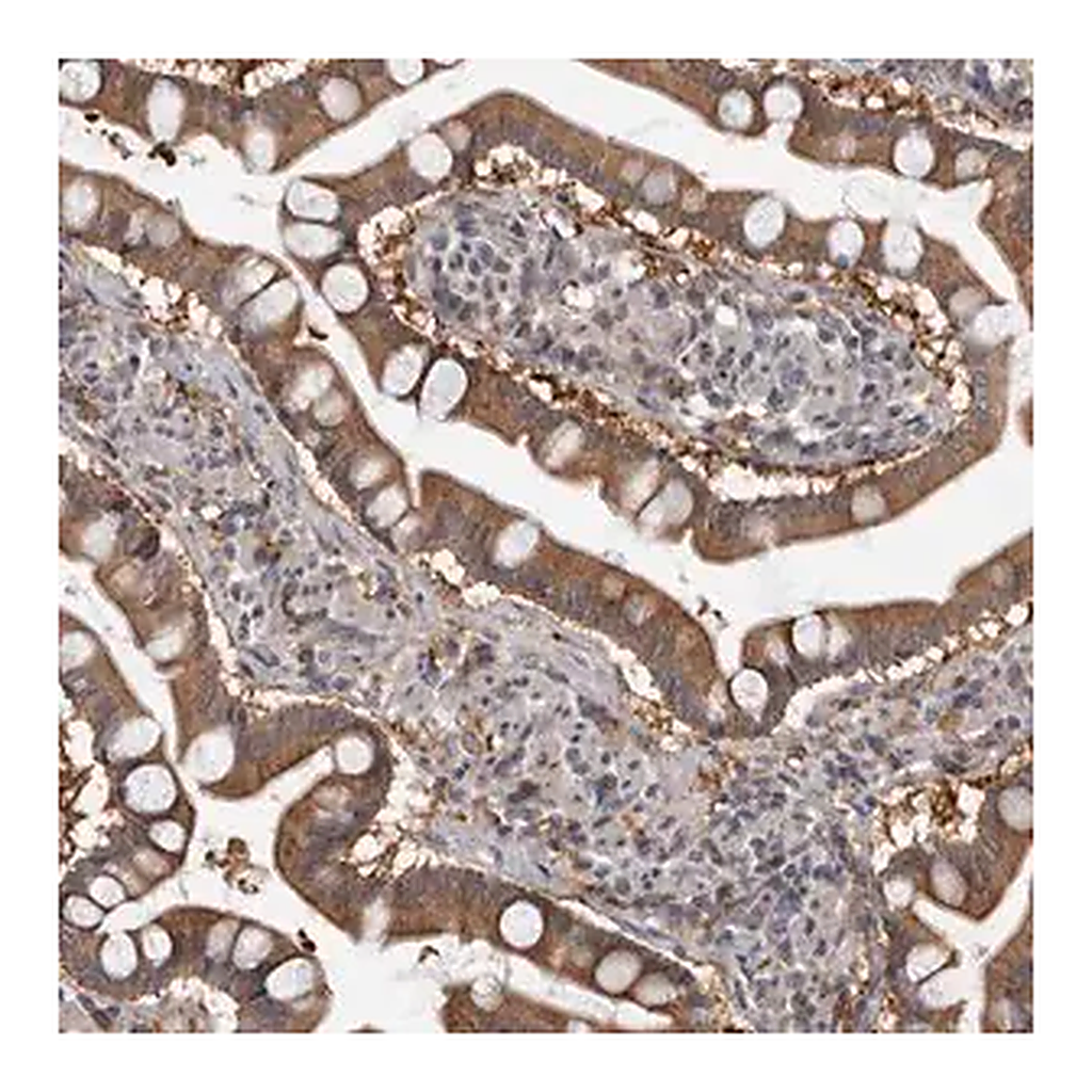 Merck Anti-FGFR4 antibody produced in rabbit