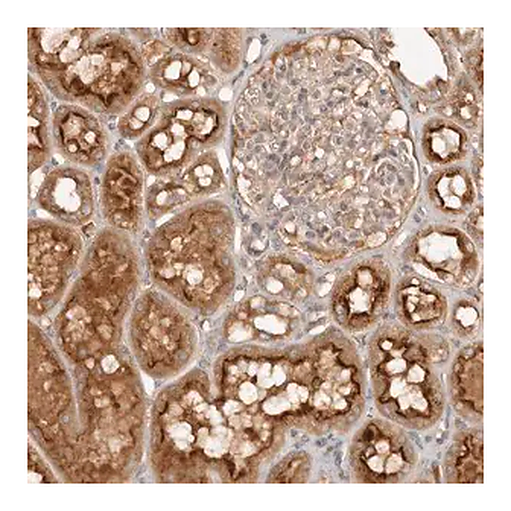 Merck Anti-PKIB antibody produced in rabbit