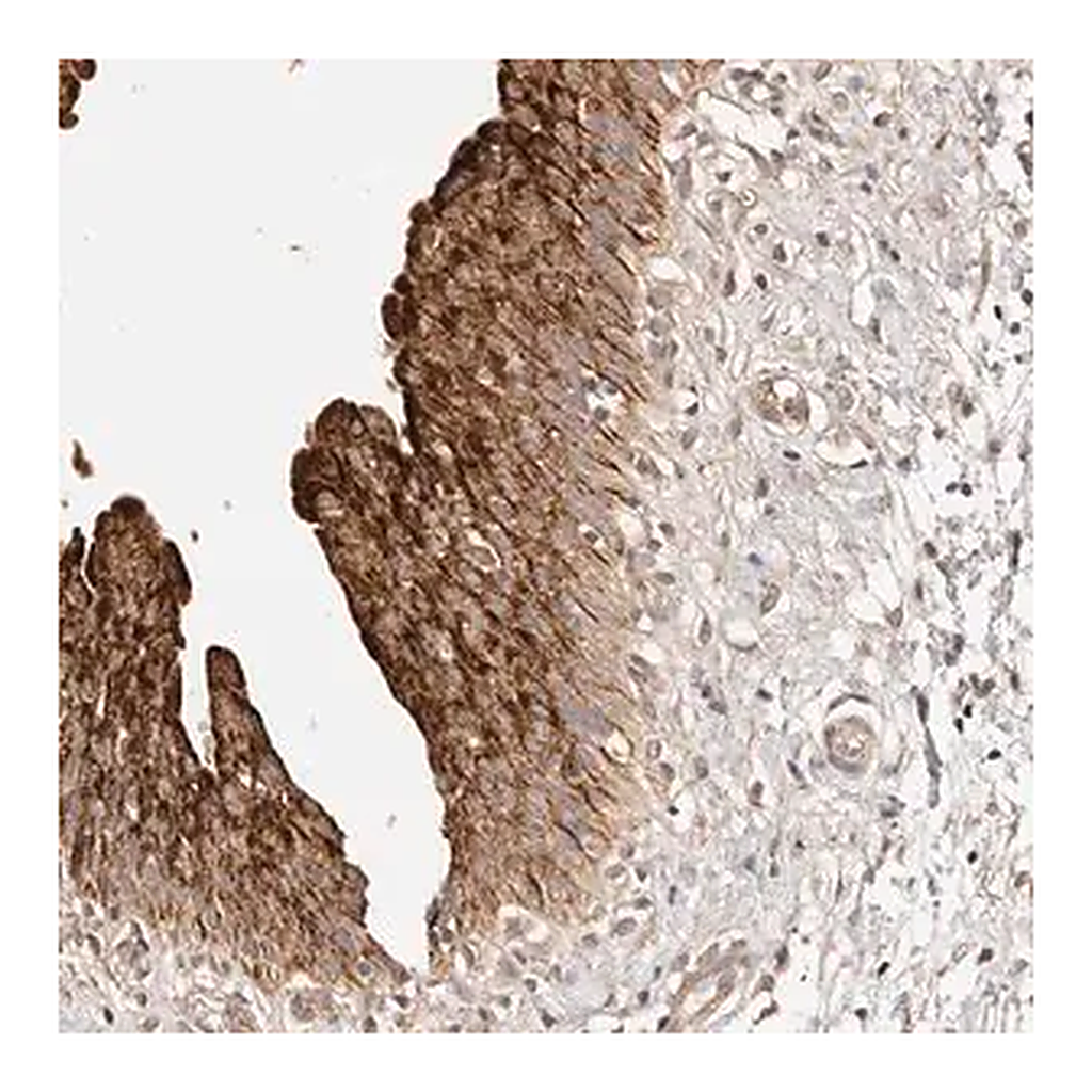 Merck Anti-CCL14 antibody produced in rabbit