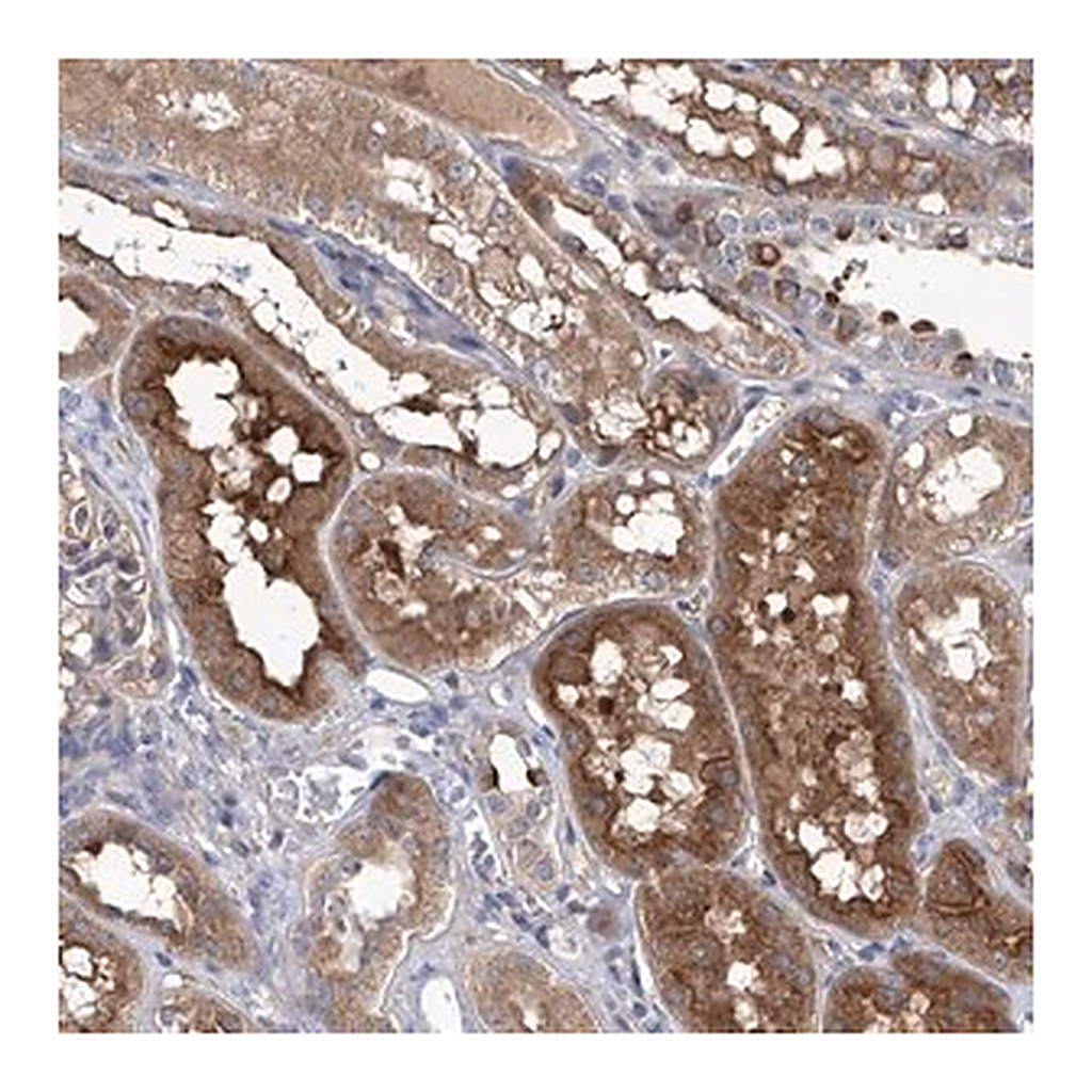 Merck Anti-SRBD1 antibody produced in rabbit