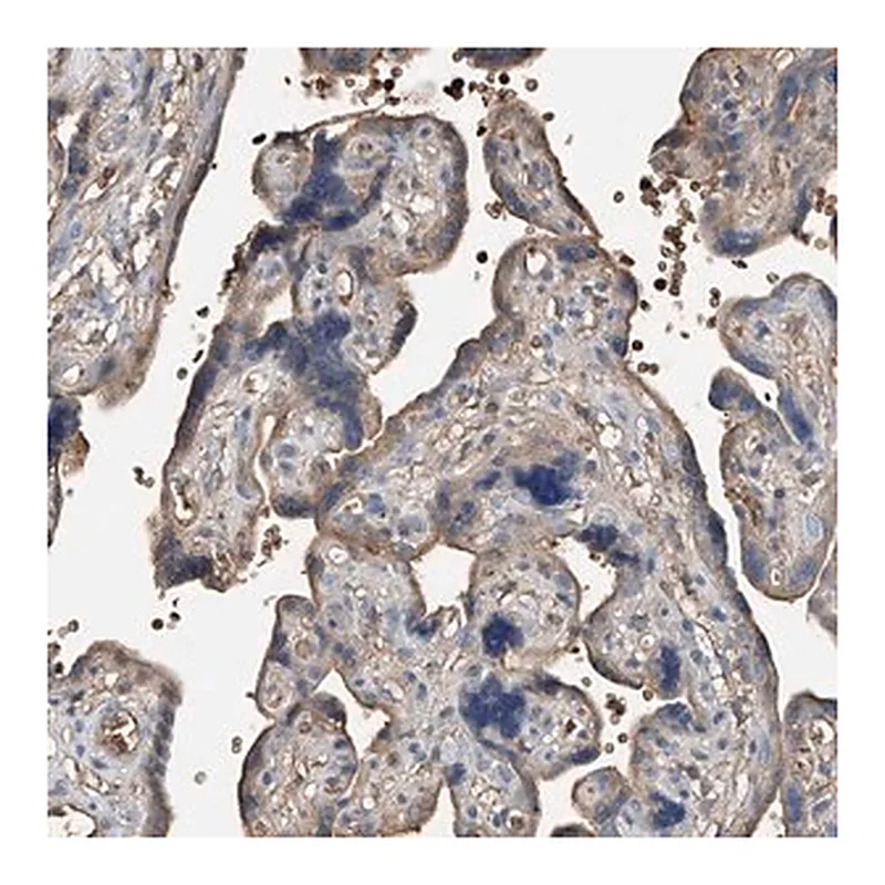 Merck Anti-PRSS23 antibody produced in rabbit