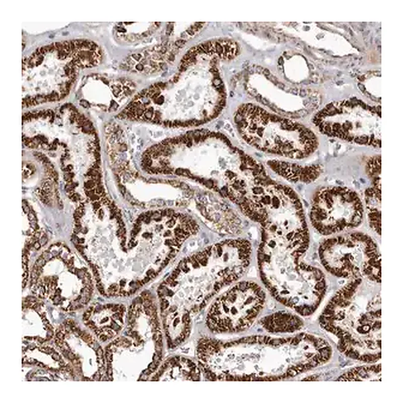 Merck Anti-CHRM2 antibody produced in rabbit