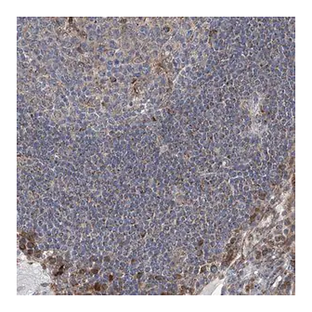 Merck Anti-GPR132 antibody produced in rabbit