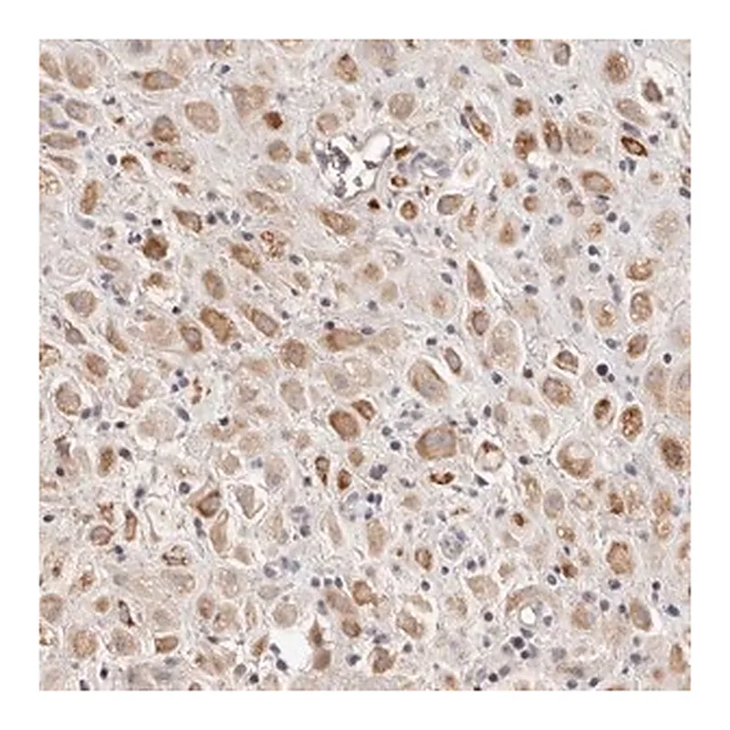 Merck Anti-SCUBE2 antibody produced in rabbit