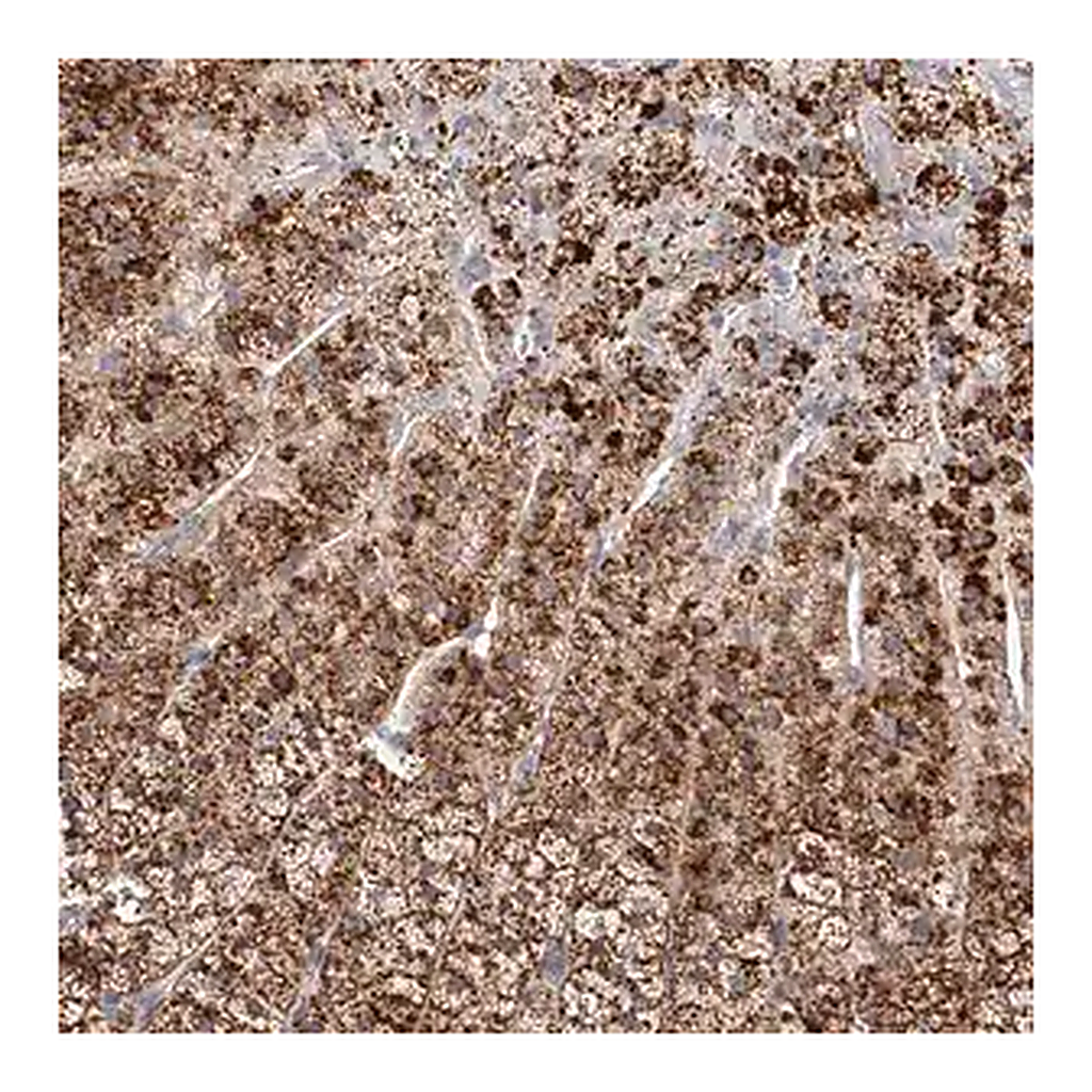 Merck Anti-SLC35D3 antibody produced in rabbit
