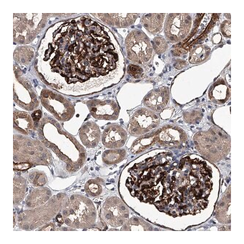 Merck Anti-LDLRAD2 antibody produced in rabbit