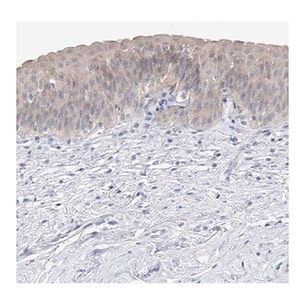Merck Anti-UFL1 antibody produced in rabbit