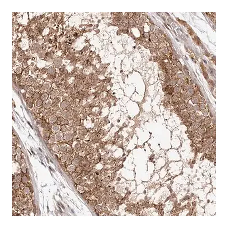 Merck Anti-MICAL2 antibody produced in rabbit