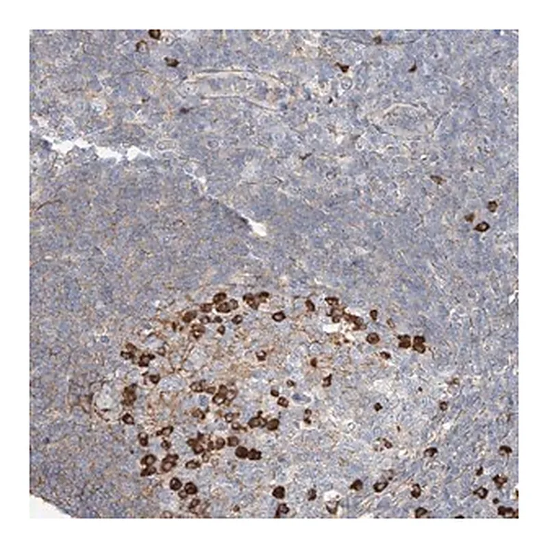Merck Anti-ZFP30 antibody produced in rabbit