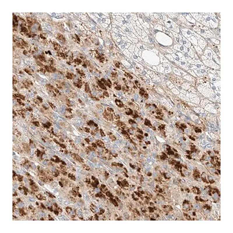 Merck Anti-KCNH5 antibody produced in rabbit