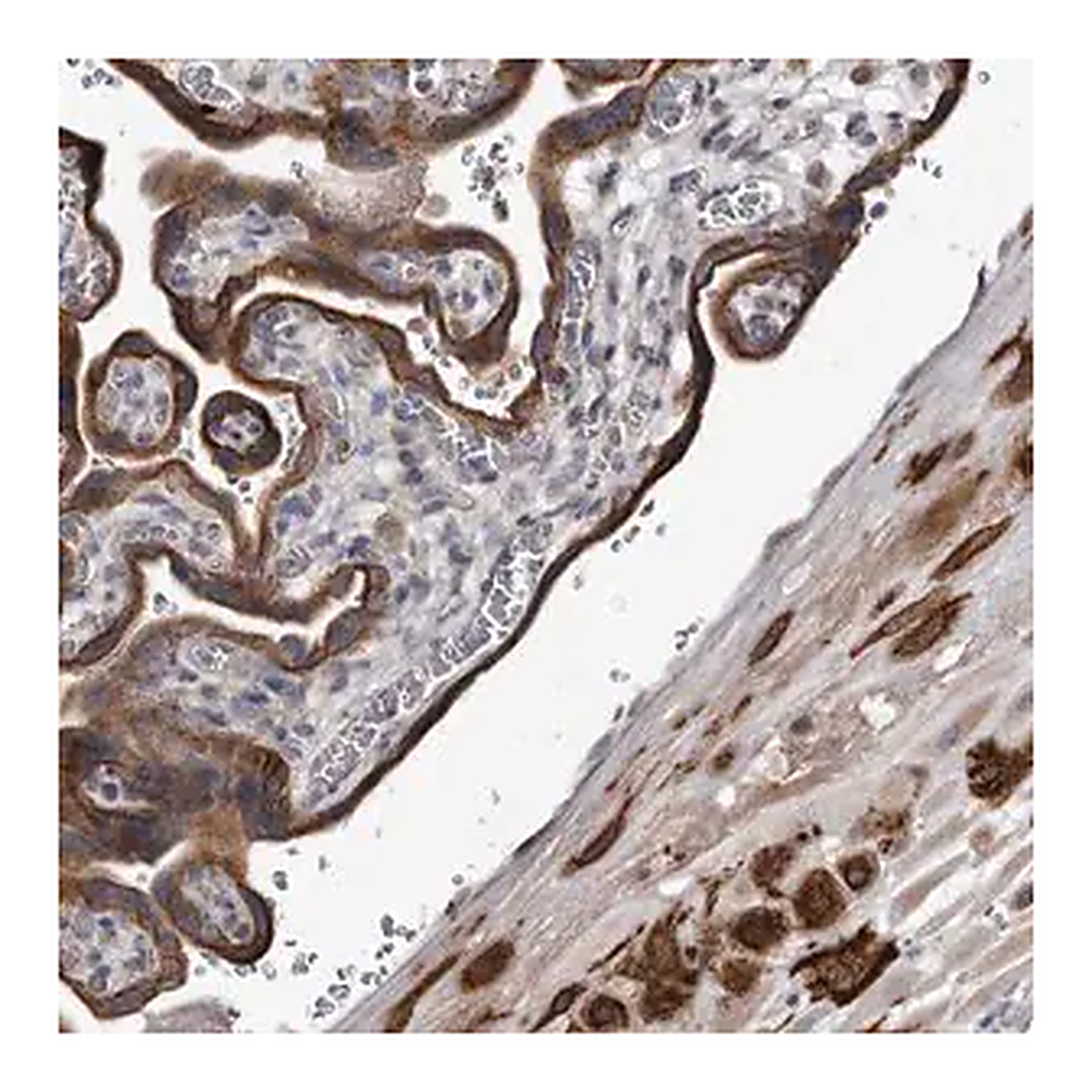 Merck Anti-YPEL3 antibody produced in rabbit