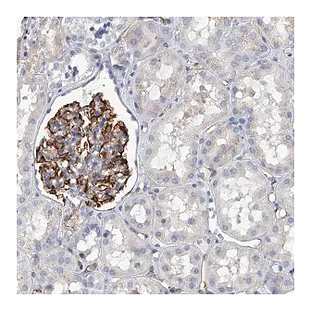 Merck Anti-KIRREL antibody produced in rabbit