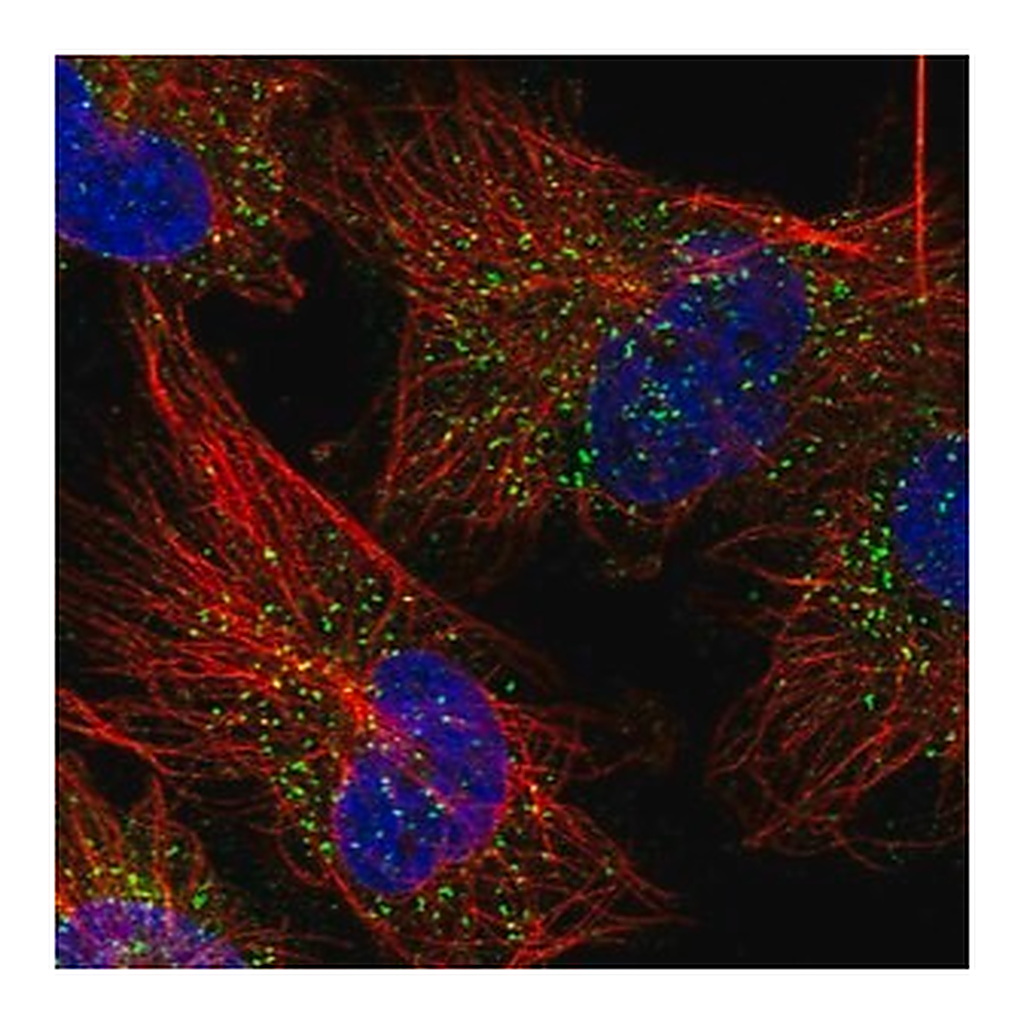 Merck Anti-GYG1 antibody produced in rabbit