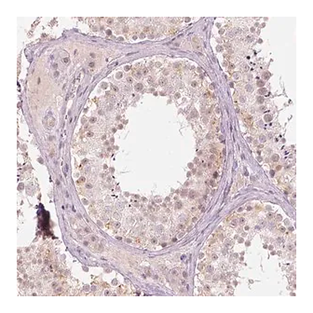 Merck Anti-DLX6 antibody produced in rabbit