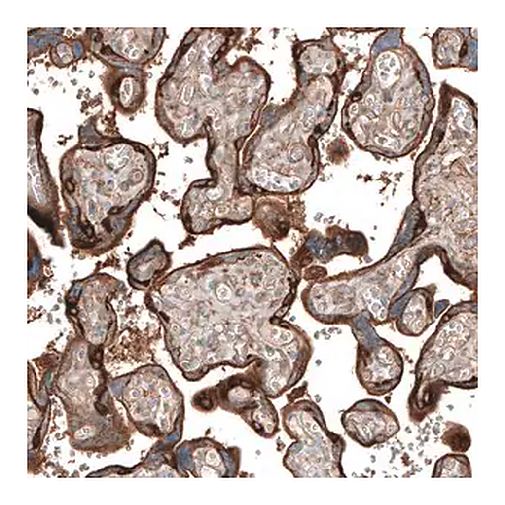 Merck Anti-JAG2 antibody produced in rabbit