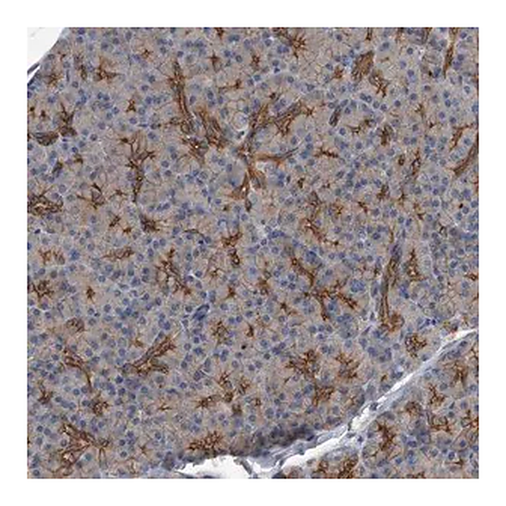 Merck Anti-ZNF343 antibody produced in rabbit