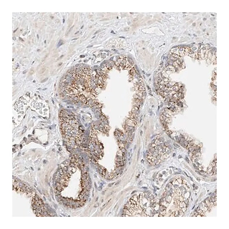 Merck Anti-YIPF7 antibody produced in rabbit