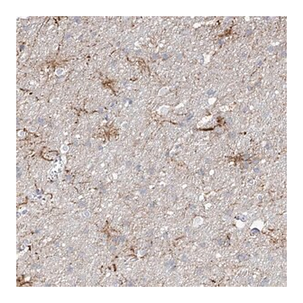 Merck Anti-ARHGEF40 antibody produced in rabbit