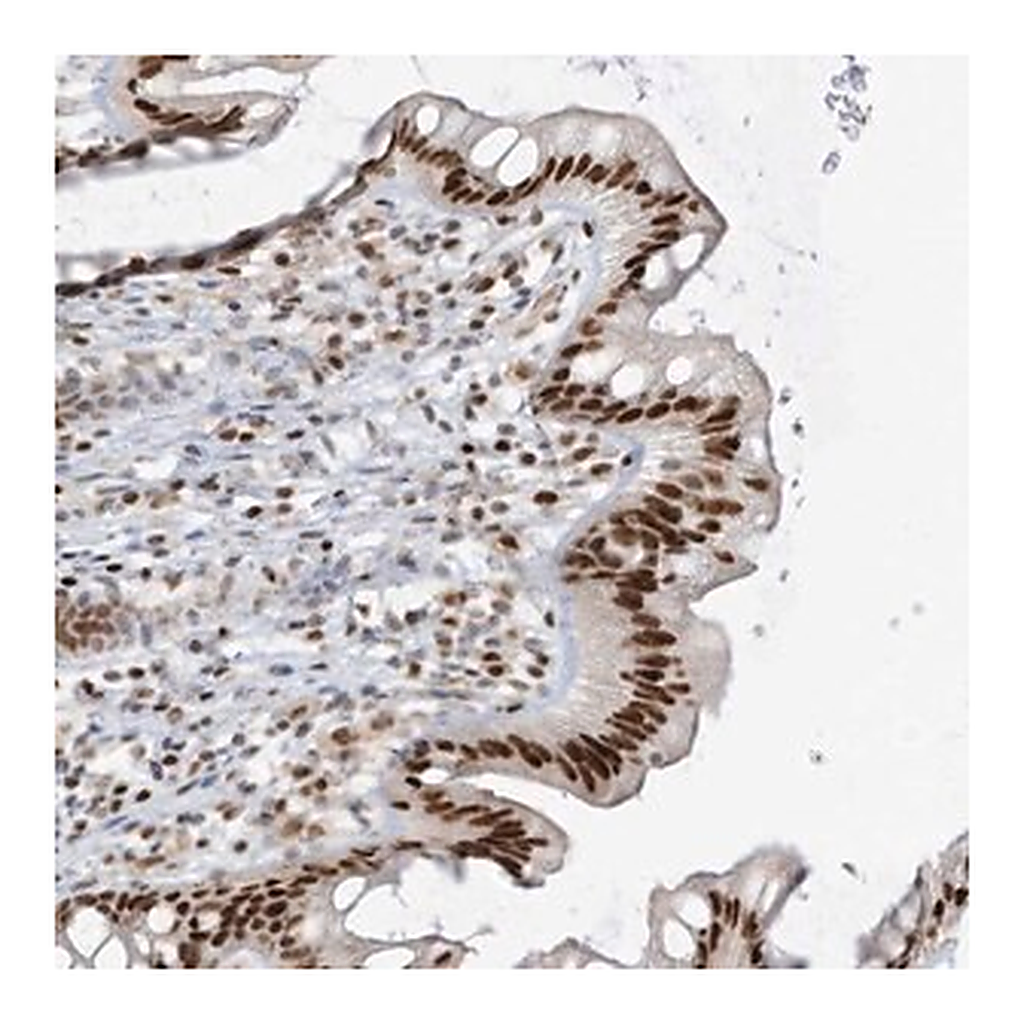 Merck Anti-SAMD15 antibody produced in rabbit