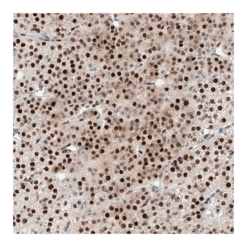 Merck Anti-NT5C3B antibody produced in rabbit