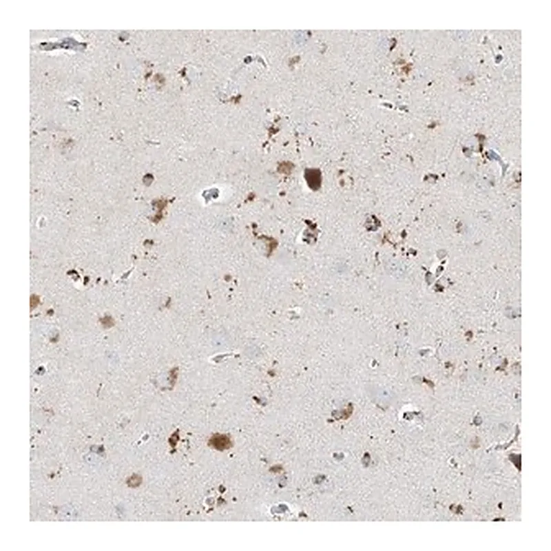 Merck Anti-GPR137C antibody produced in rabbit