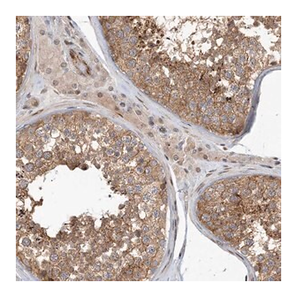 Merck Anti-MAPKBP1 antibody produced in rabbit