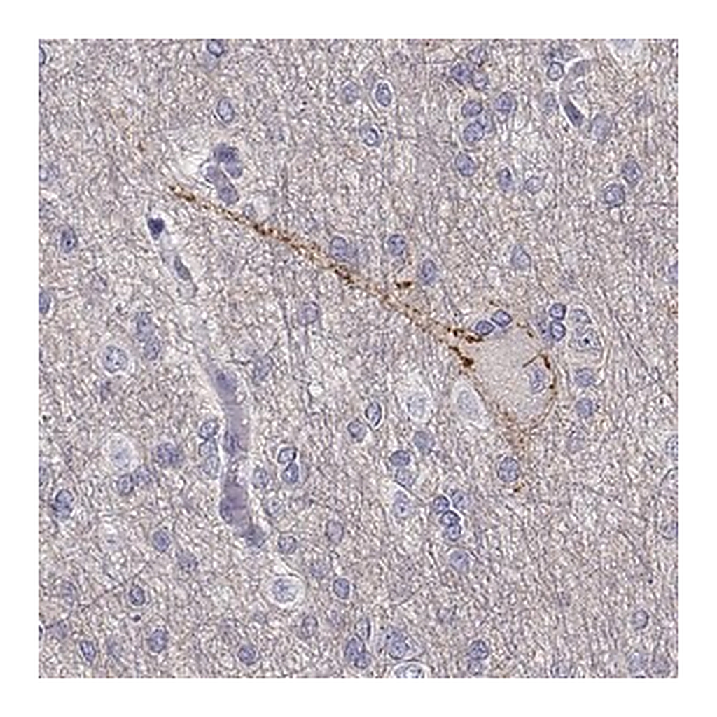 Merck Anti-NCAM2 antibody produced in rabbit