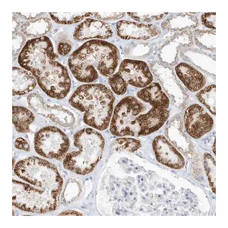 Merck Anti-OGT antibody produced in rabbit