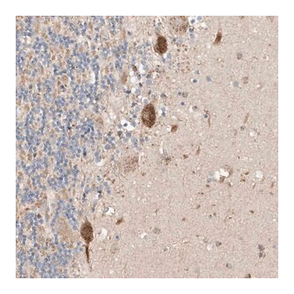 Merck Anti-MOSPD1 antibody produced in rabbit