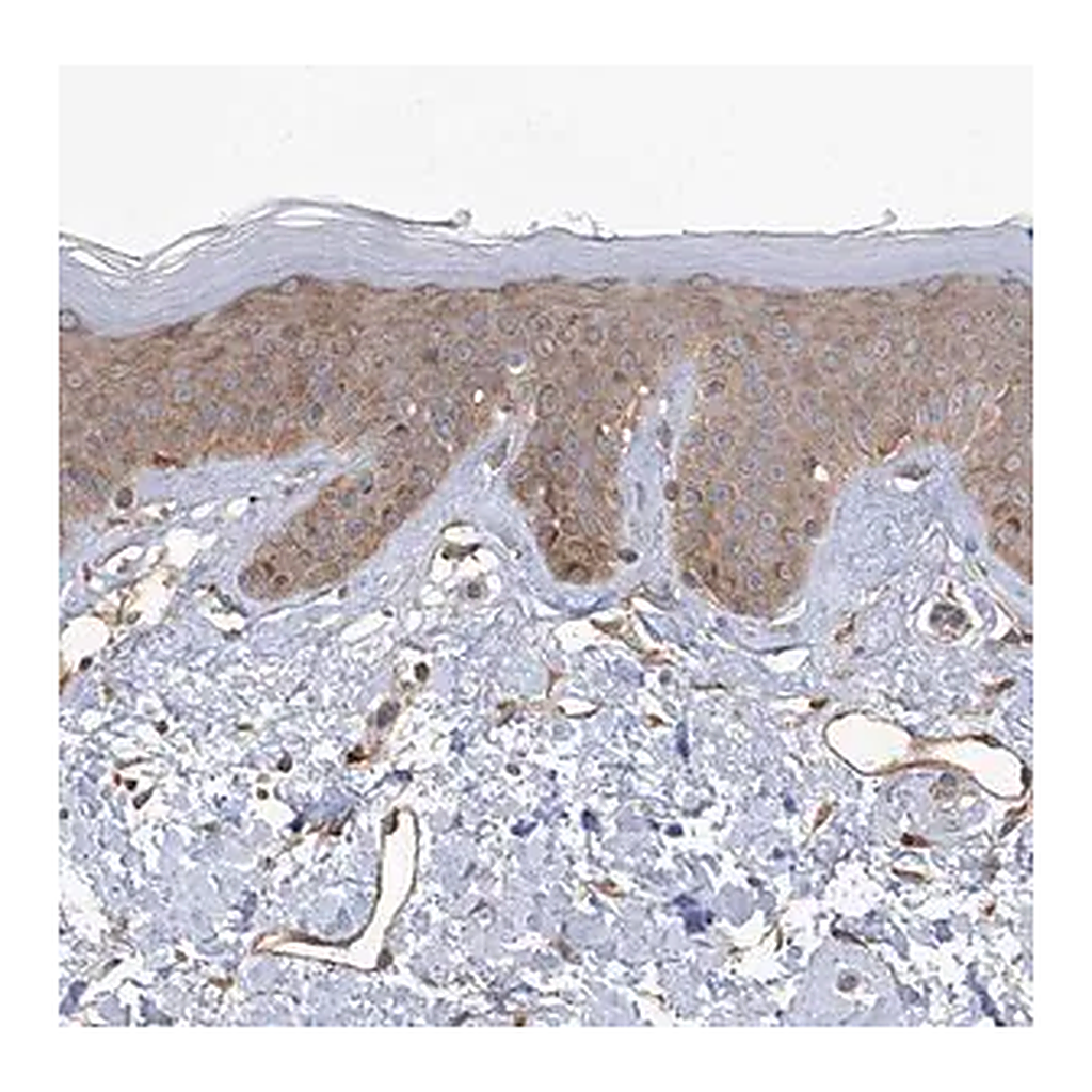 Merck Anti-KIAA1522 antibody produced in rabbit