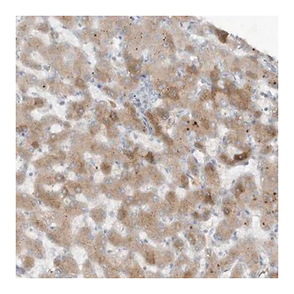 Merck Anti-FETUB antibody produced in rabbit