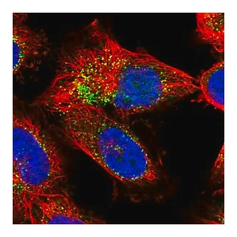 Merck Anti-EXOC2 antibody produced in rabbit