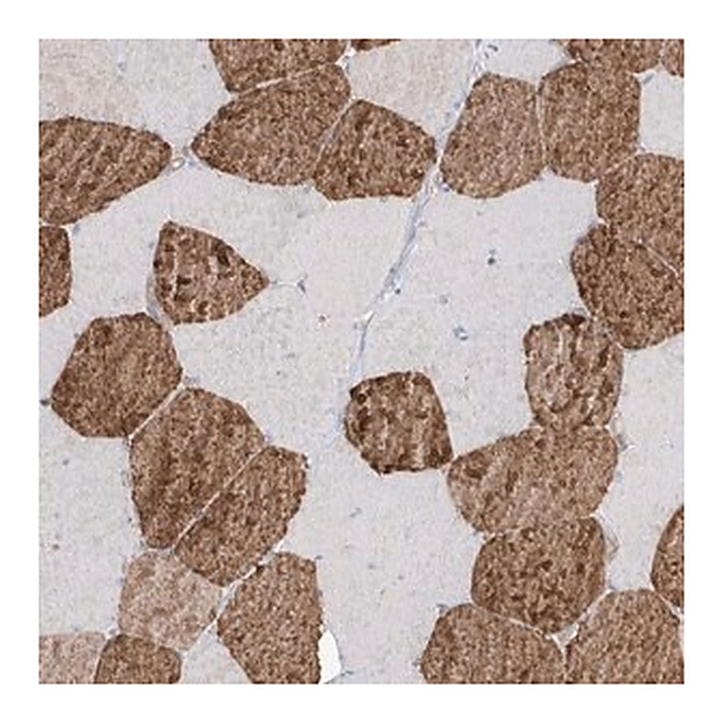 Merck Anti-TRMU antibody produced in rabbit