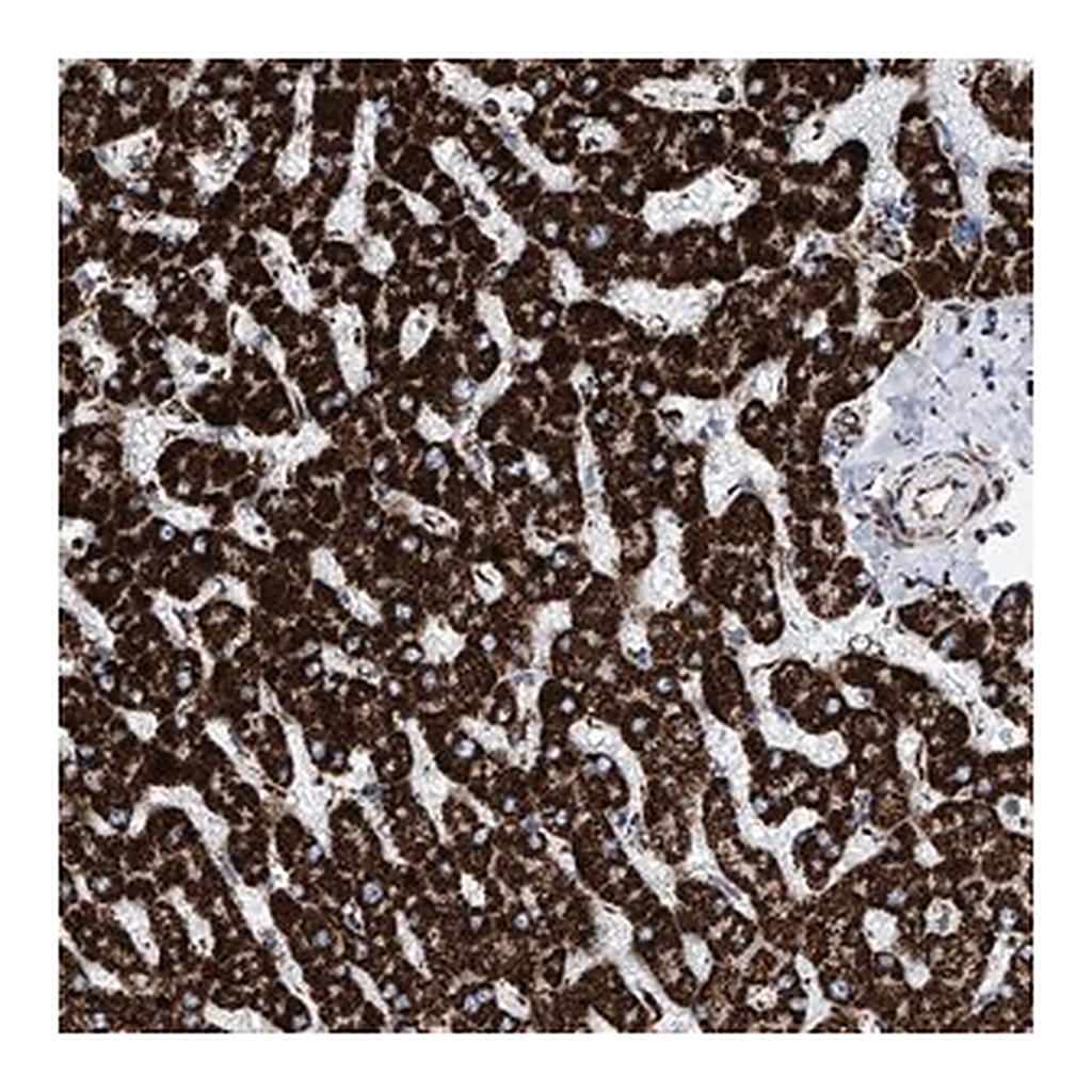 Merck Anti-ATP5J antibody produced in rabbit