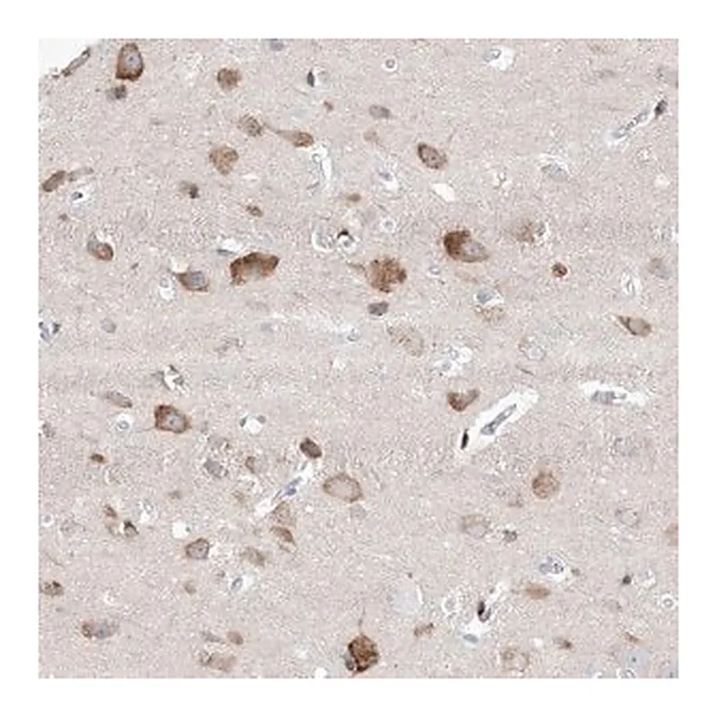Merck Anti-GABRG1 antibody produced in rabbit
