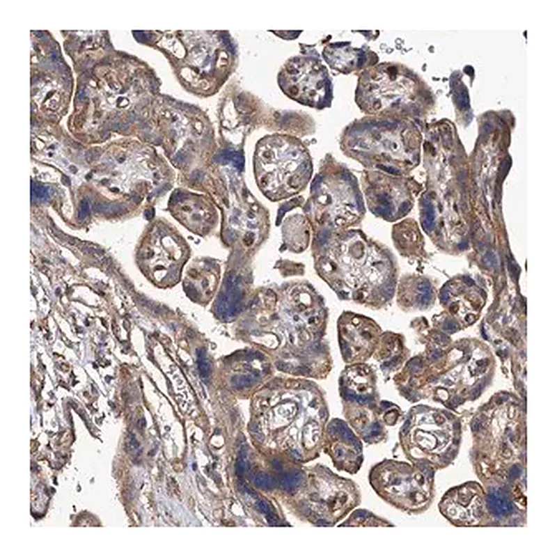 Merck Anti-PISD antibody produced in rabbit