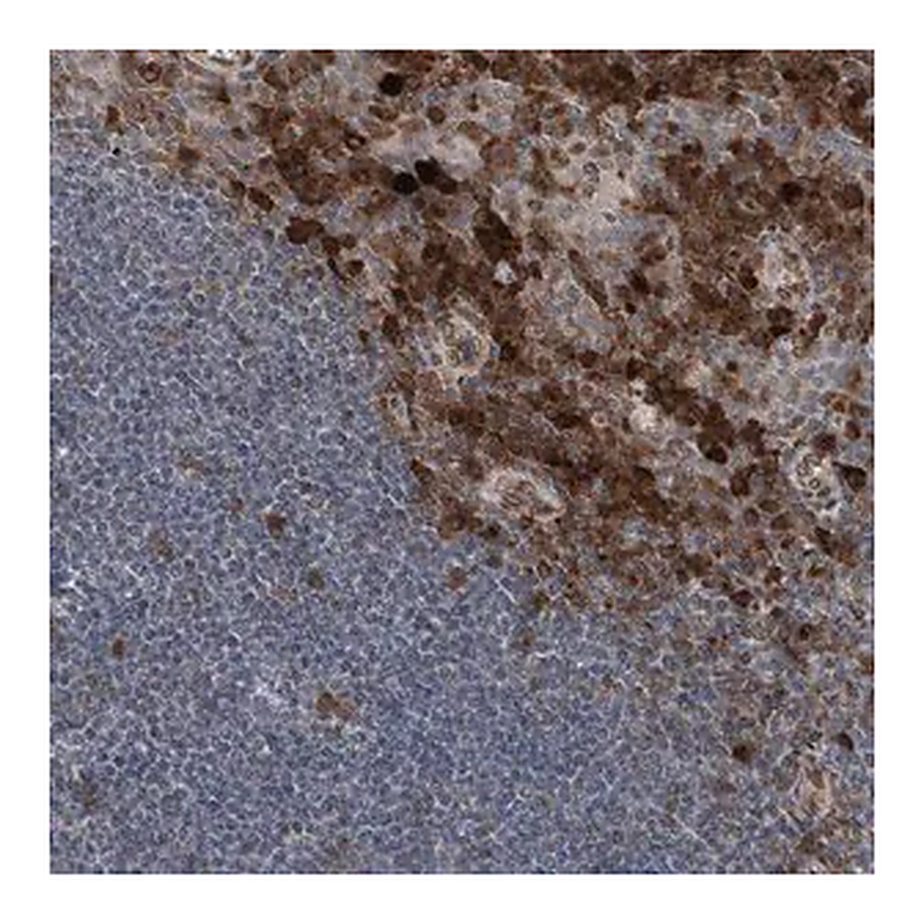 Merck Anti-THEMIS2 antibody produced in rabbit