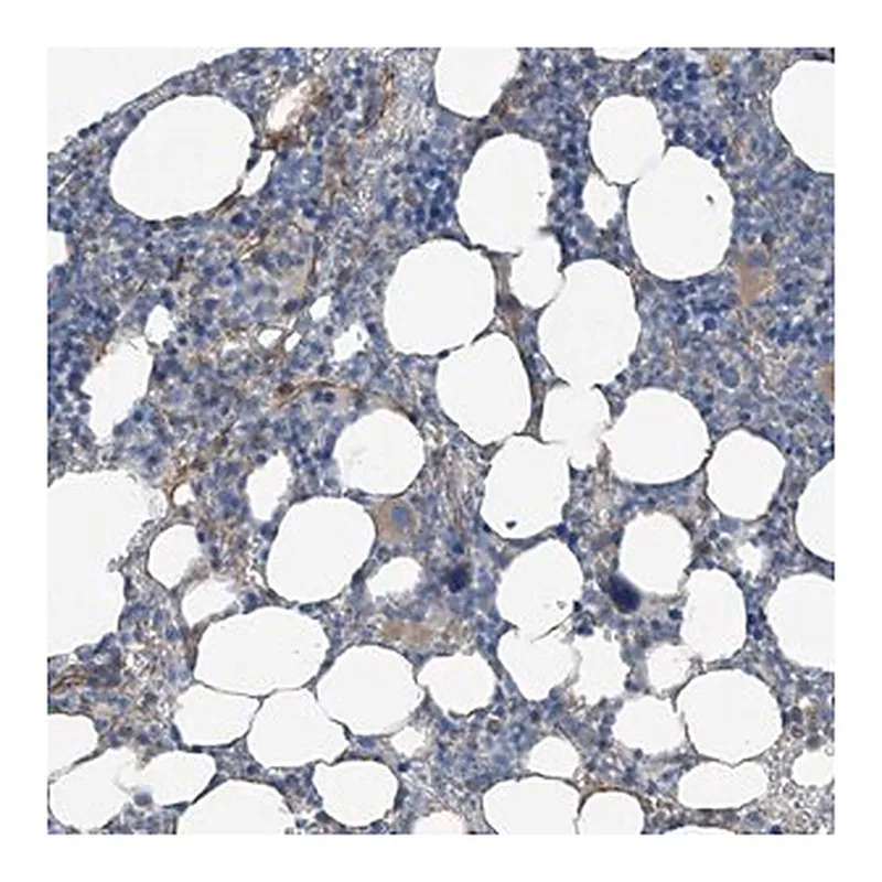 Merck Anti-THEMIS2 antibody produced in rabbit