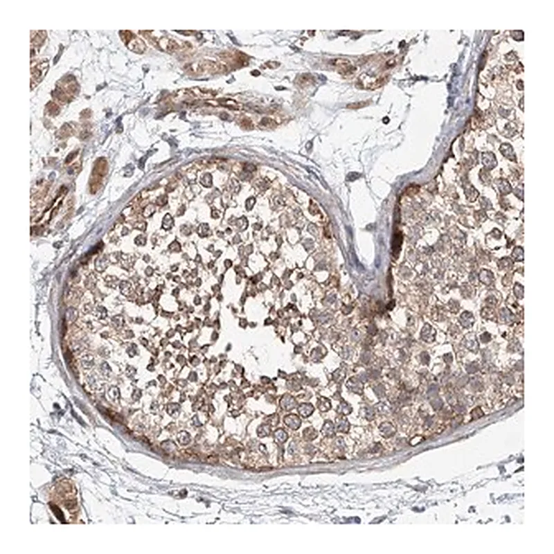 Merck Anti-FRYL antibody produced in rabbit