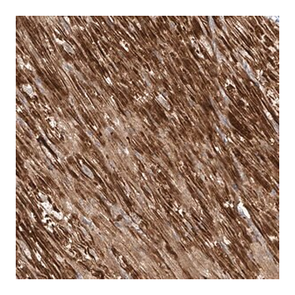 Merck Anti-OCSTAMP antibody produced in rabbit