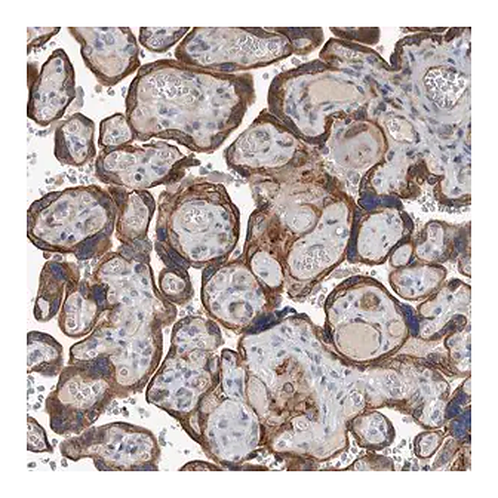Merck Anti-DPY19L4 antibody produced in rabbit