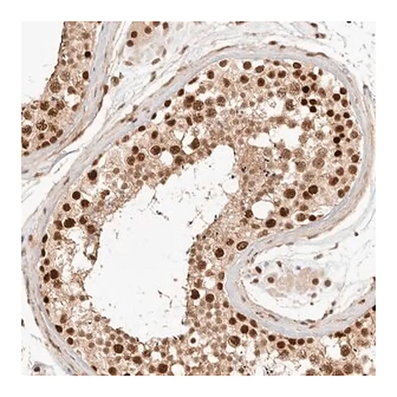 Merck Anti-GTF2E2 antibody produced in rabbit